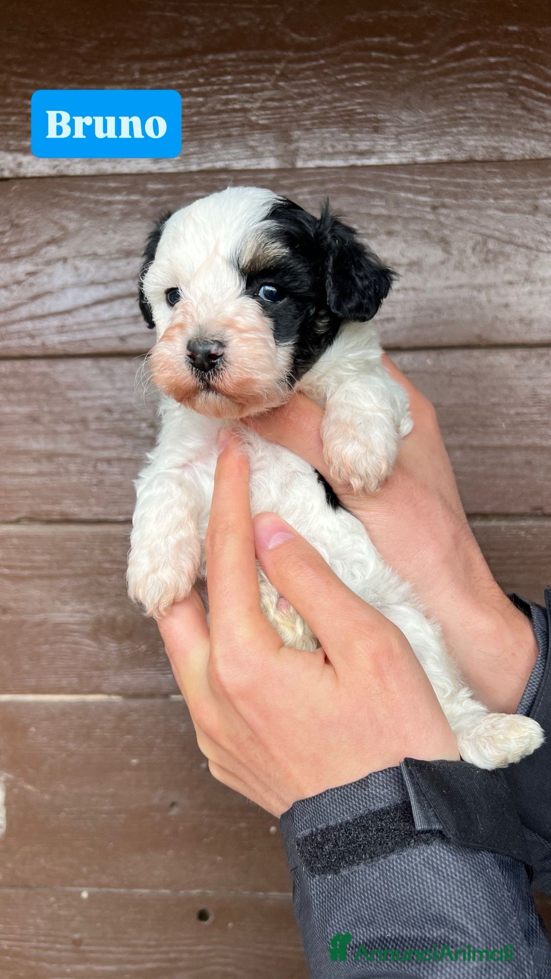 Meticcio cani in vendita: Maltipoo - Annuncio 4