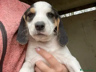 Meticcio cani SIRYA E SELENE - Annuncio 38