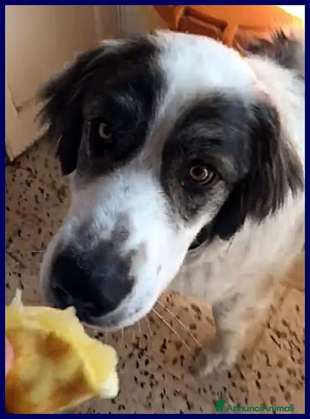 Meticcio cani in regalo: GGG un amore di cane! a Provincia di Bergamo - Annuncio 2