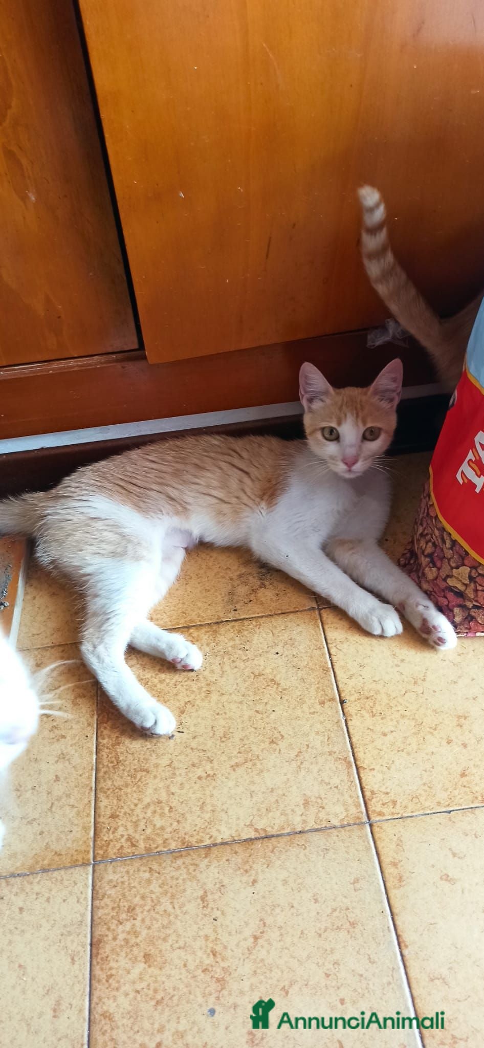 Europeo gatti MICIA BIANCA E ARANCIO  - Annuncio 14