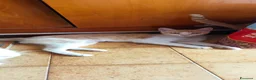 Europeo gatti in regalo: MICIA BIANCA E ARANCIO  - Annuncio 1