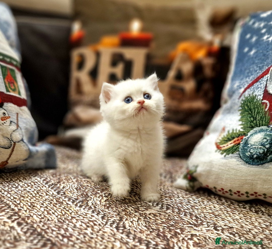 British gatti in vendita: British shorthair e longhair  - Annuncio 17