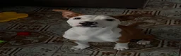 American Staffordshire cani in regalo: Regalo Turbo  - Annuncio 1