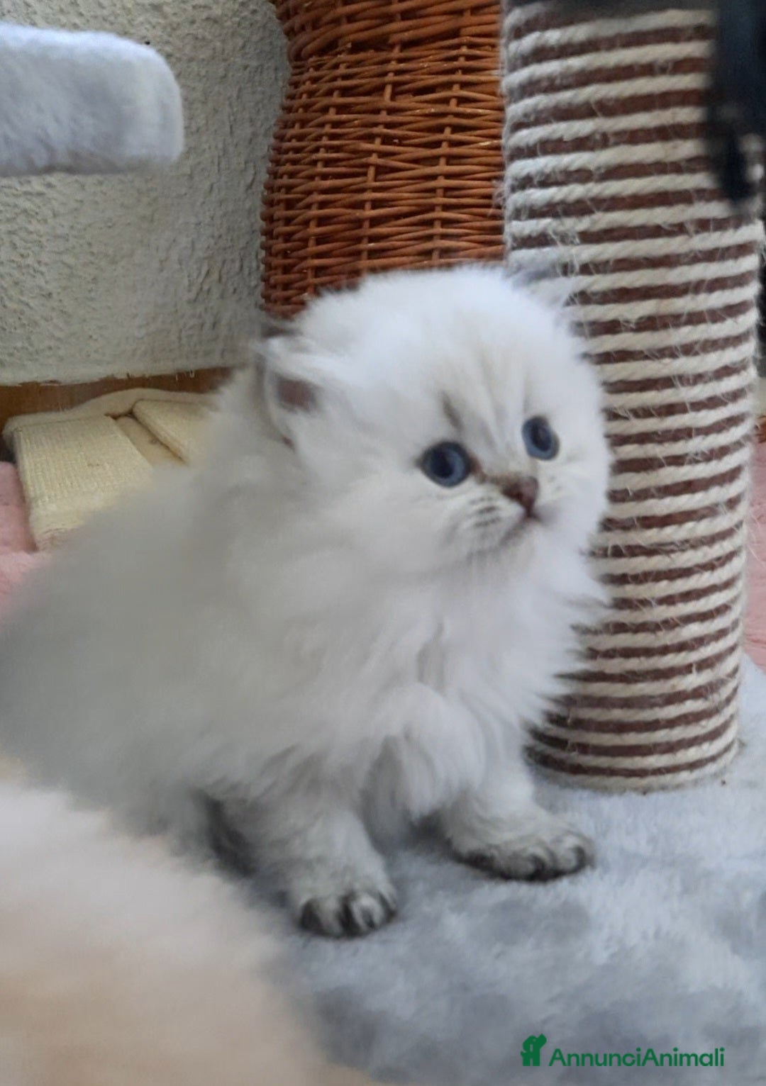 British gatti in vendita: Cuccioli British longhair con pedigree  - Annuncio 6