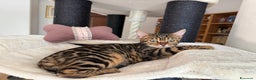 Bengala gatti in vendita: Gattina bengala brown spotted tabby  - Annuncio 5