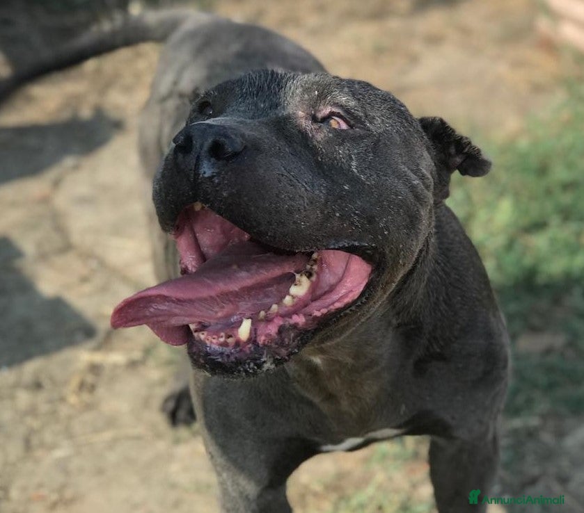 American Staffordshire cani Bambacione, nome adatto a lui ❤️ - Annuncio 2