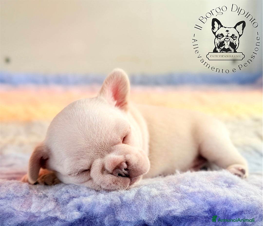 Bulldog Francese cani in vendita: Cuccioli Bulldog francese esotico - Annuncio 4
