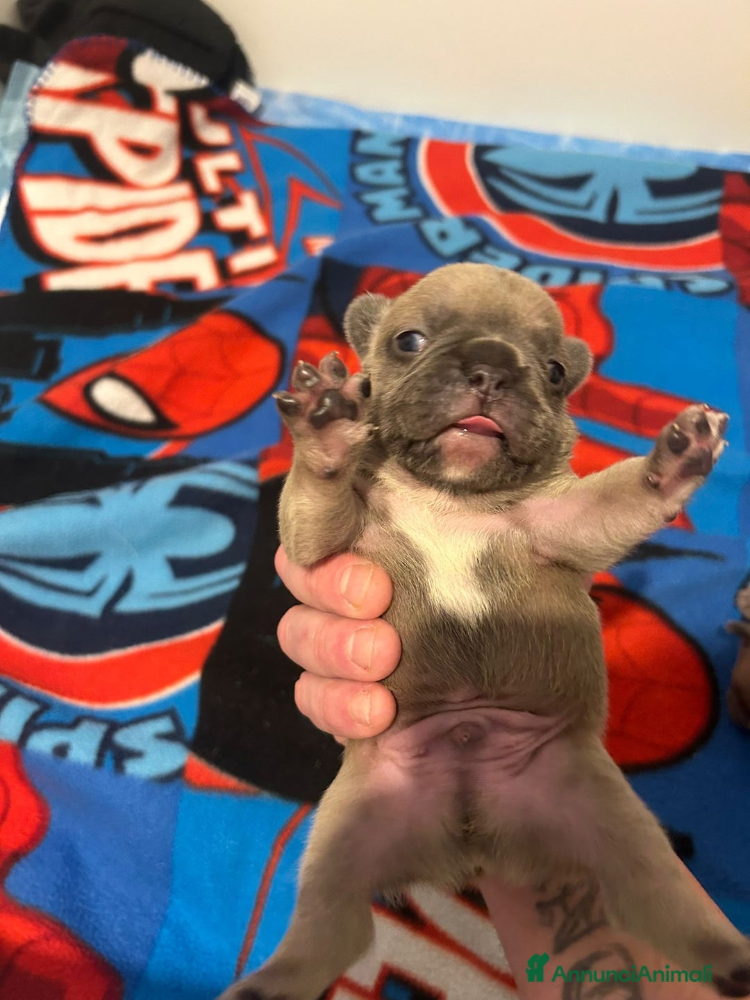 Bulldog Francese cani in vendita: Cuccioli maschi. Bulldog francese. - Annuncio 10