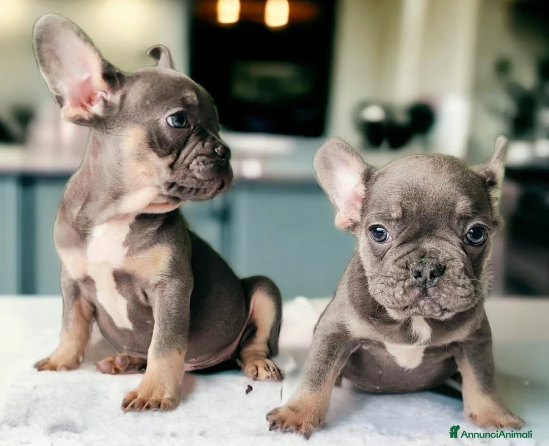 Bulldog Francese cani in vendita: Bouledogue & bulldog francese a Provincia di Como - Annuncio 3