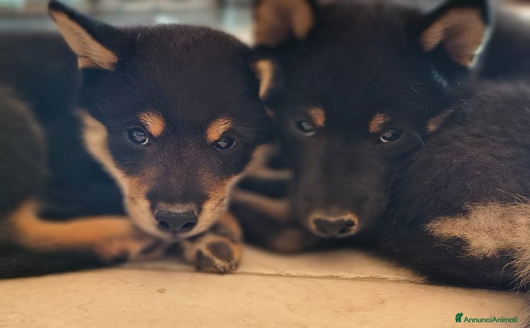 Shiba Inu cani a Provincia di Padova - Annuncio 3
