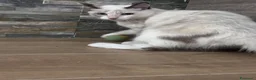 Ragdoll gatti in vendita: Ragdoll - Annuncio 3