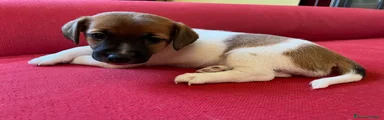 Jack Russell 4