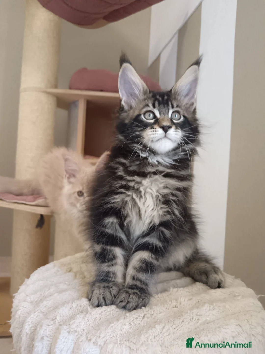 Maine Coon gatti in vendita: Cucciolo maschio Maine coon - Annuncio 2