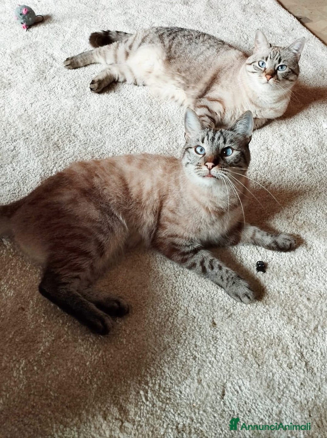 Siamese gatti in vendita: Gattini siamesini  - Annuncio 3