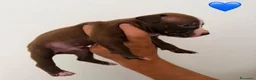 Pitbull cani in vendita: Cuccioli pitbull - Annuncio 10