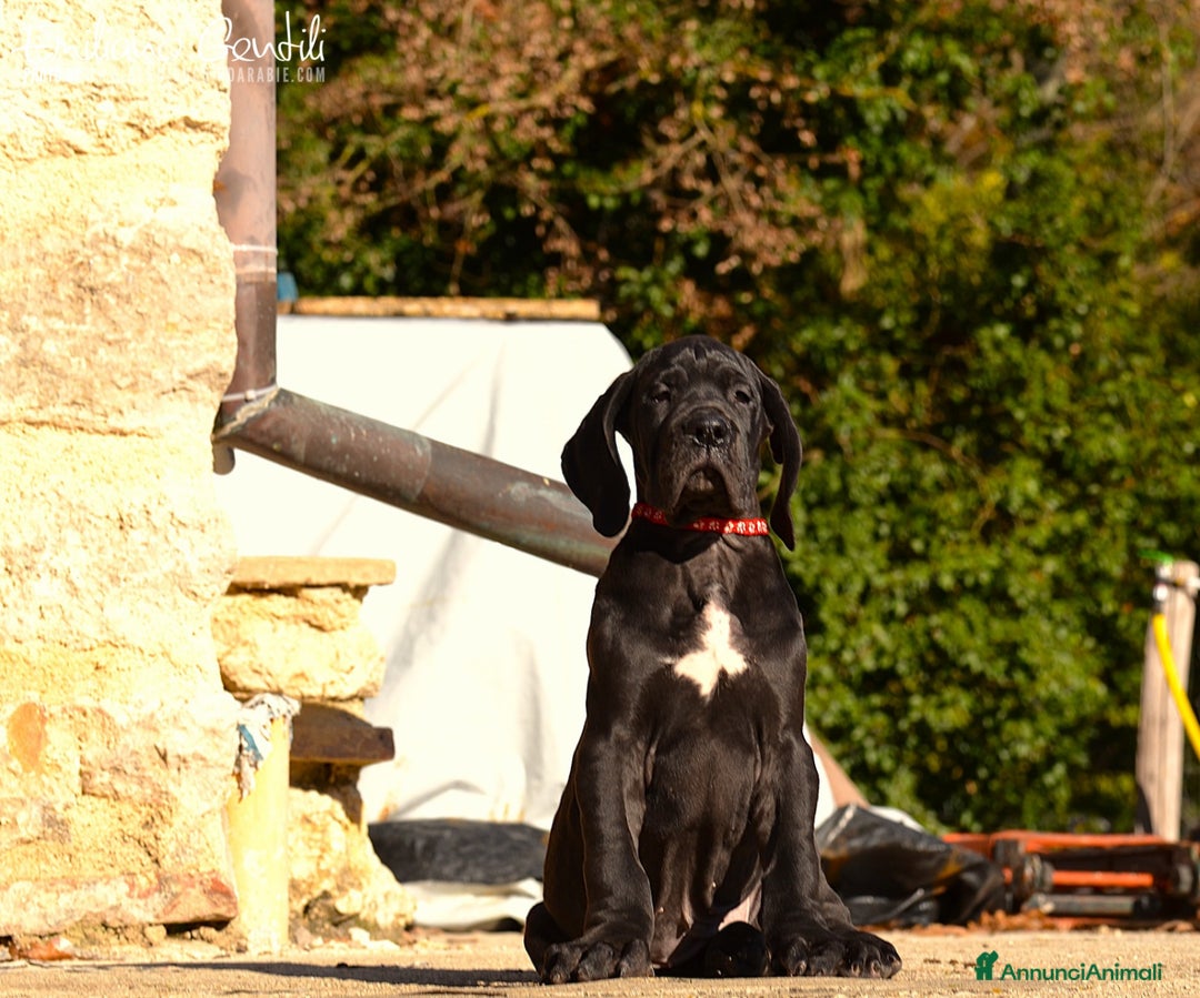 Alano cani in vendita: Alano femmina nera - Annuncio 5