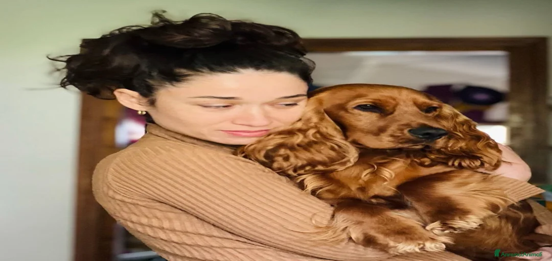 Immagine della galleria {{count}}