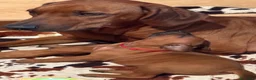 Rhodesian Ridgeback cani in vendita: Wid Gees Litter - Annuncio 15
