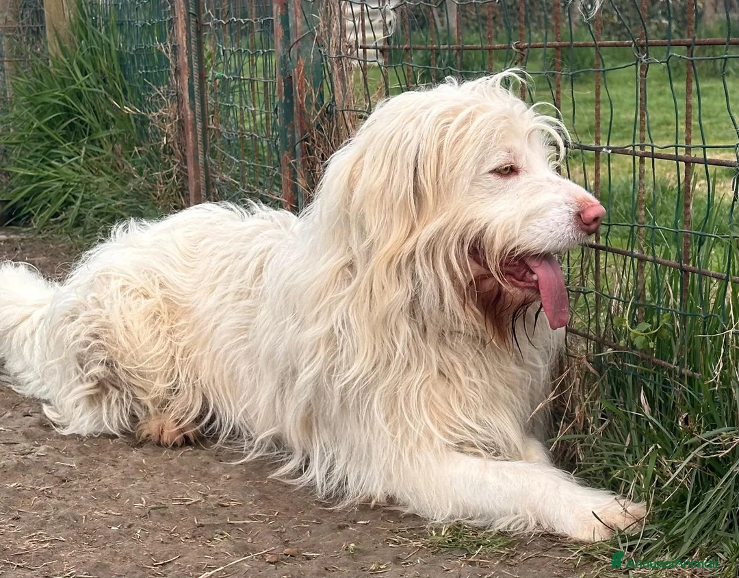 Meticcio cani in regalo: BUTTATO VIA DALLA SUA PADRONA... a Città Metropolitana di Bologna - Annuncio 7