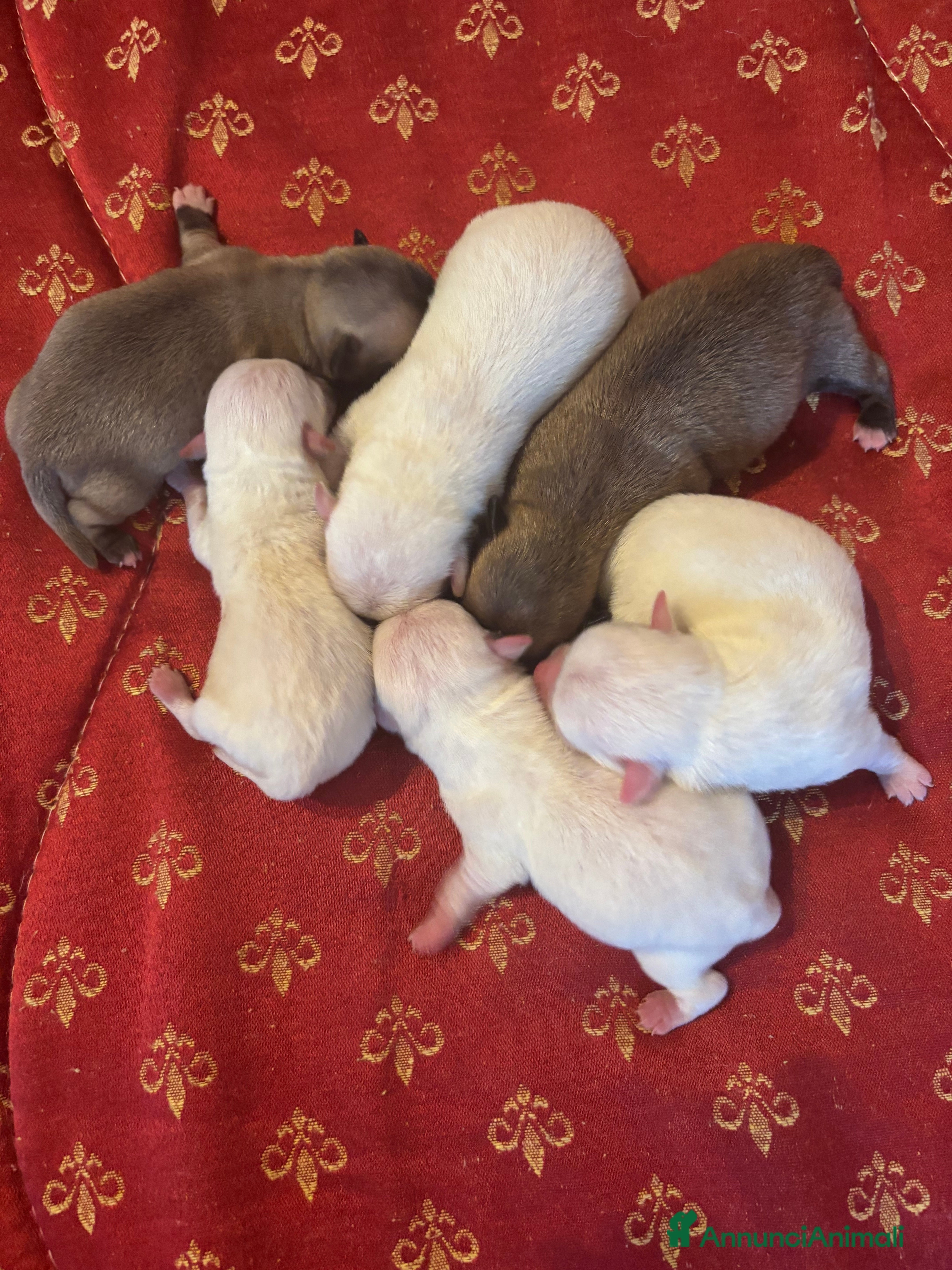 Chihuahua cani Cuccioli chihuahua con pedigree  - Annuncio 38