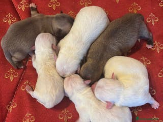 Chihuahua cani Cuccioli chihuahua con pedigree - Annuncio 38