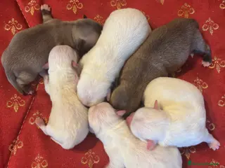 Chihuahua cani Cuccioli chihuahua con pedigree - Annuncio 6