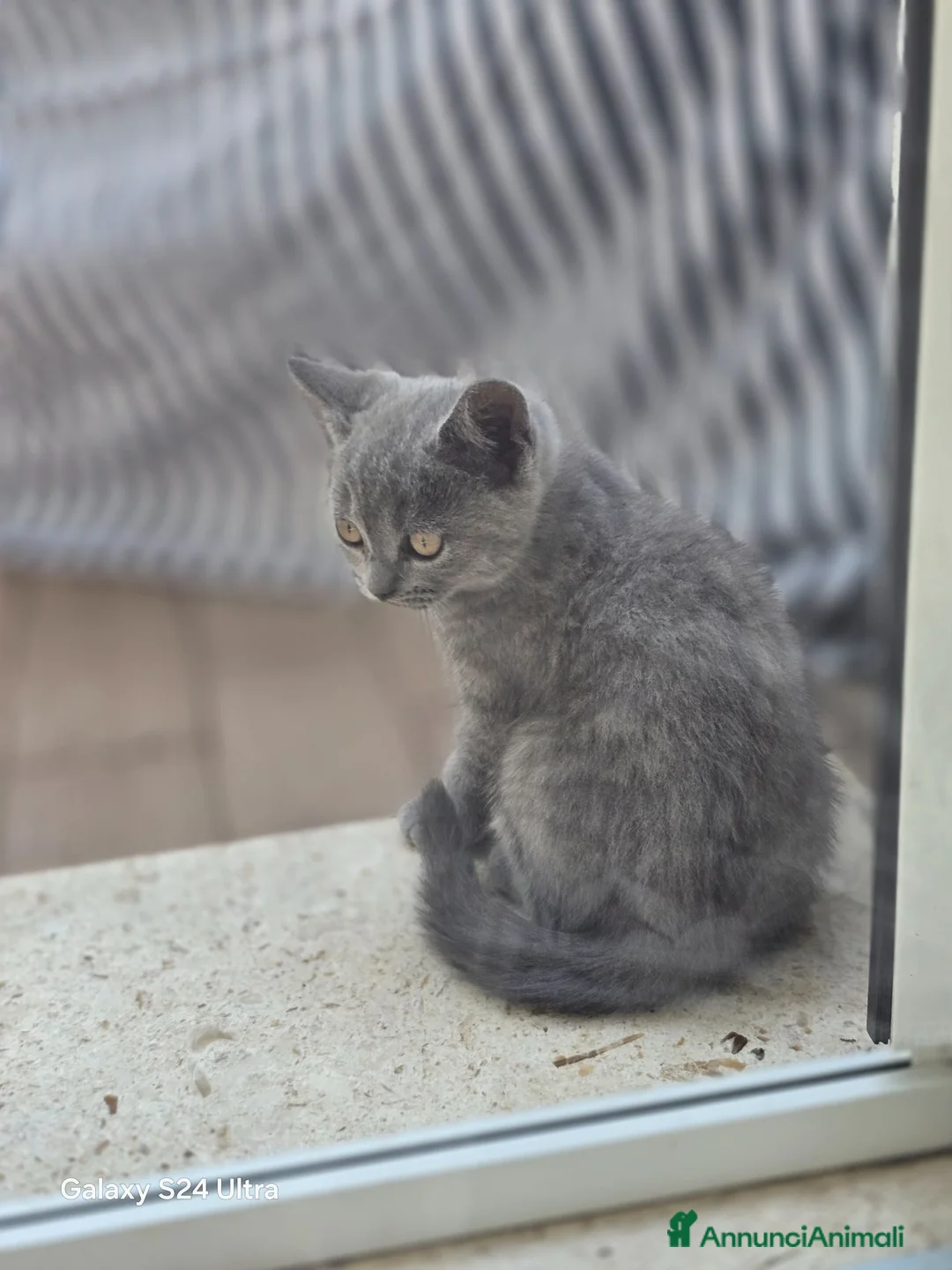 Scottish gatti in vendita: Vendo due gattini British Scottish prezzo 200euro - Annuncio 9