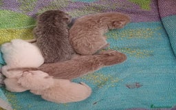 Scottish gatti in vendita: Scottish blu pointer straight  a Provincia di Gorizia - Immagine 6