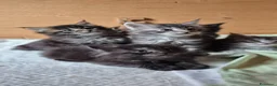 Maine Coon gatti in vendita: Maincoons cuccioli a Provincia di Sondrio - Annuncio 8