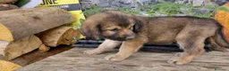 Meticcio cani in vendita: Disponibili cuccioli Akita x Pastore della Sila - Annuncio 4