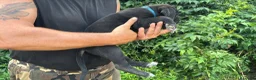 Cane Corso cani in vendita: Cuccioli di Cane Corso manto nero - Annuncio 8