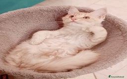 Maine Coon gatti in vendita:  Maine Coon pedigree ANFI senza limitazioni  - Immagine 2