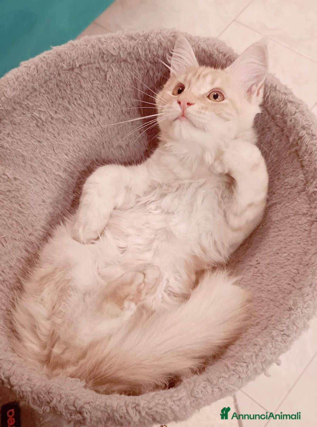 Maine Coon gatti in vendita:  Maine Coon pedigree ANFI senza limitazioni  - Annuncio 2