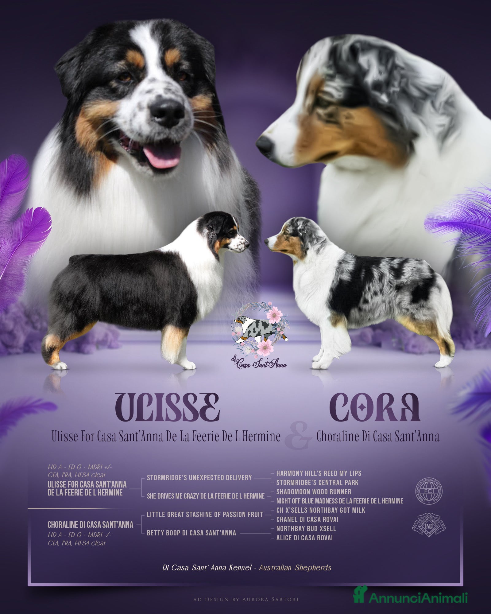 Australian Shepherd cani Femmina Blu Merle - Annuncio 2