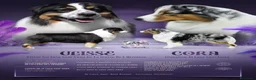 Australian Shepherd cani in vendita: Femmina Blu Merle - Annuncio 1