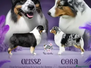 Australian Shepherd cani Femmina Blu Merle - Annuncio 2