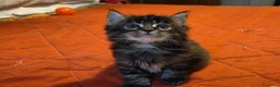 Maine Coon gatti in vendita: Vendo cuccio Maine Coon senza pedigree - Annuncio 20
