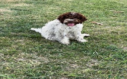 Lagotto cani in vendita: Lagotto romagnolo con pedigree  a Provincia di Crotone - Immagine 3