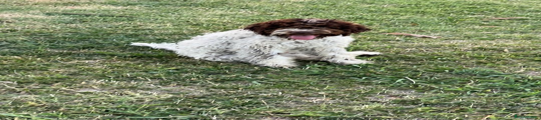 Mosè