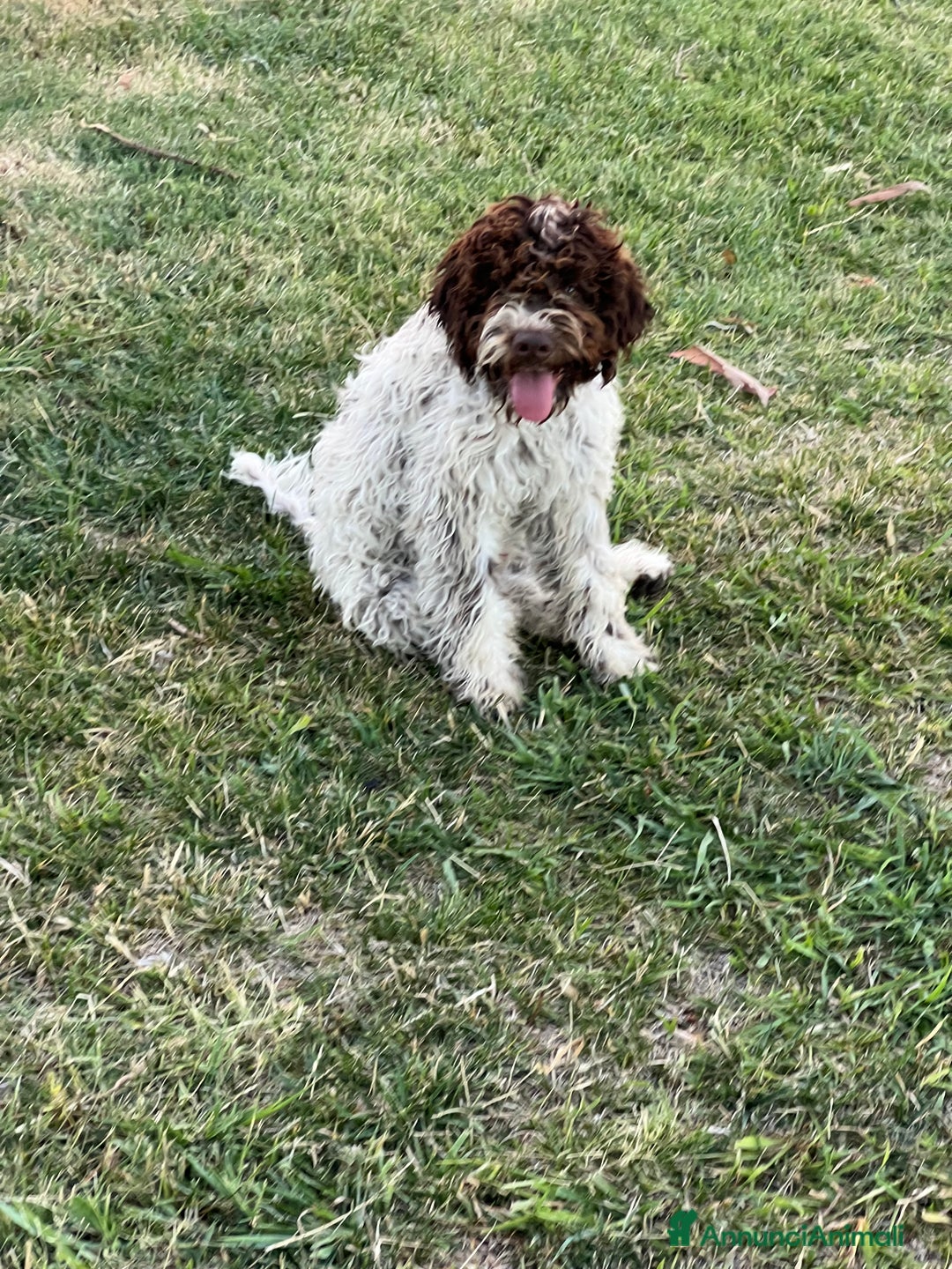Lagotto cani in vendita: Lagotto romagnolo con pedigree  a Provincia di Crotone - Immagine 3