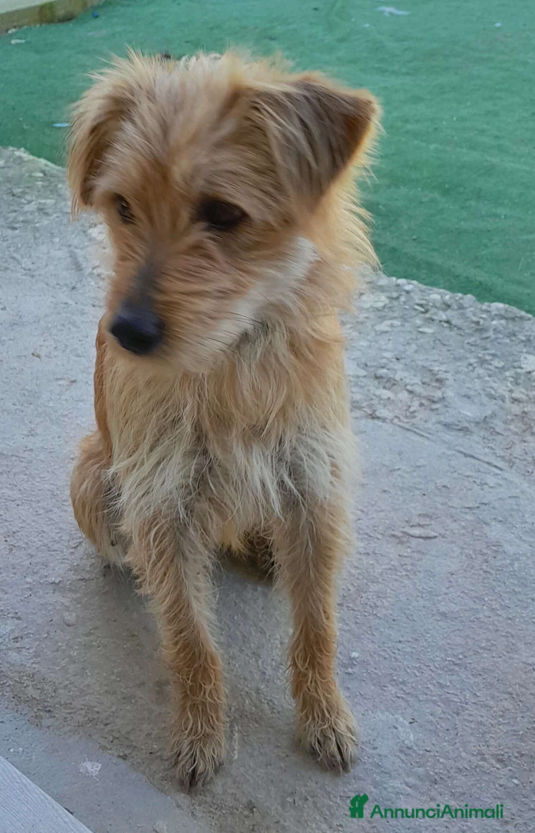 Meticcio cani in regalo: Regalo cuccioli taglia media a Libero consorzio comunale di Agrigento - Annuncio 2