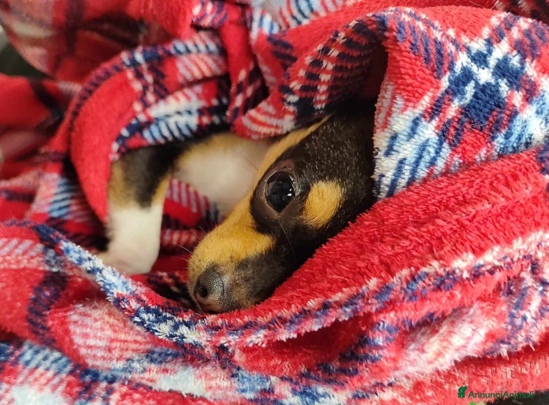Chihuahua cani in regalo: SUSINA, CHIHUAHUA paurosetta cerca famiglia - Annuncio 8