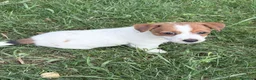 Jack Russell cani in vendita: Cuccioli Jack Russell Terrier  a Provincia di Vicenza - Annuncio 7