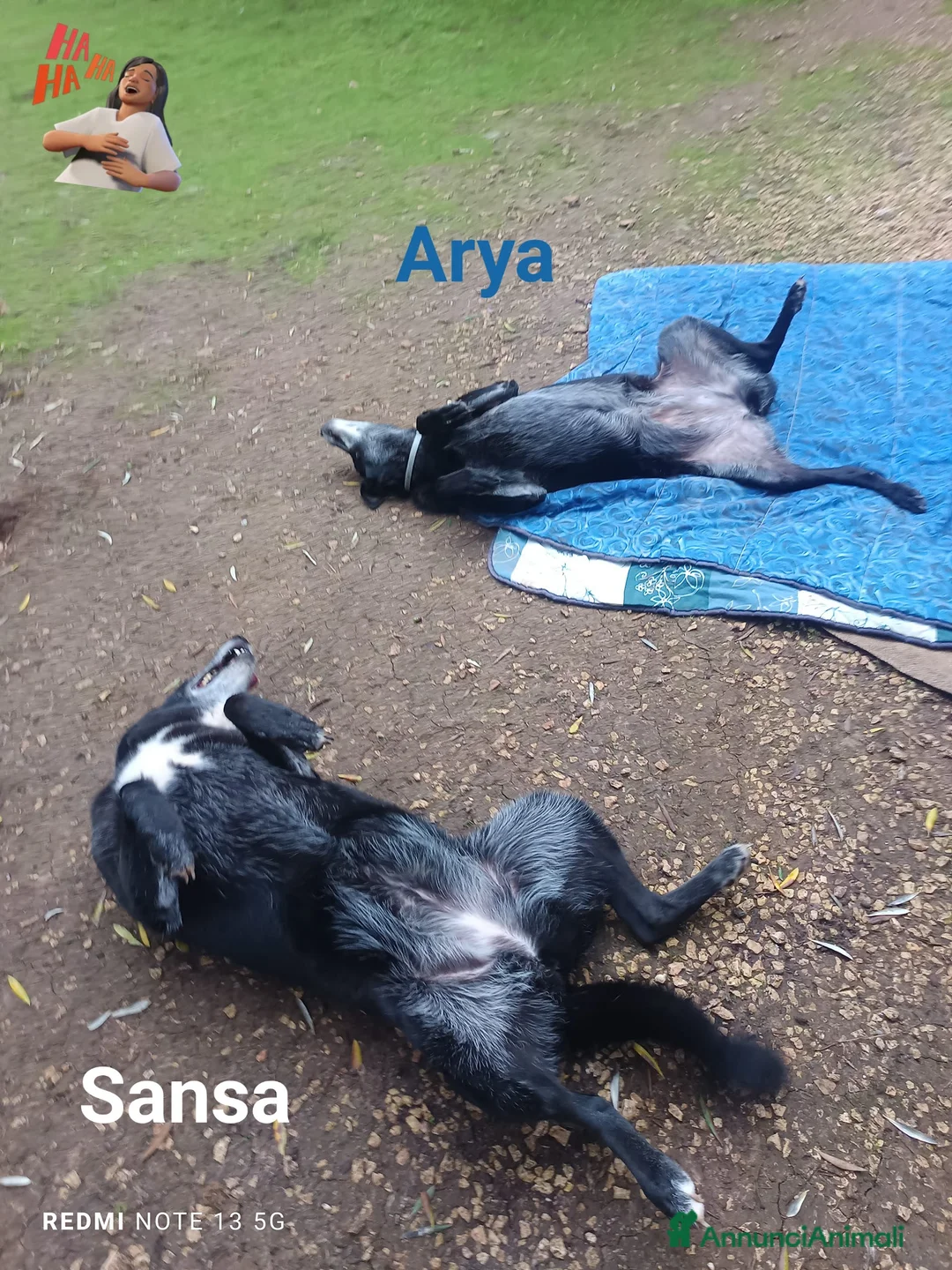 Meticcio cani in regalo: Arya e Sansa carattere meraviglioso - Annuncio 2