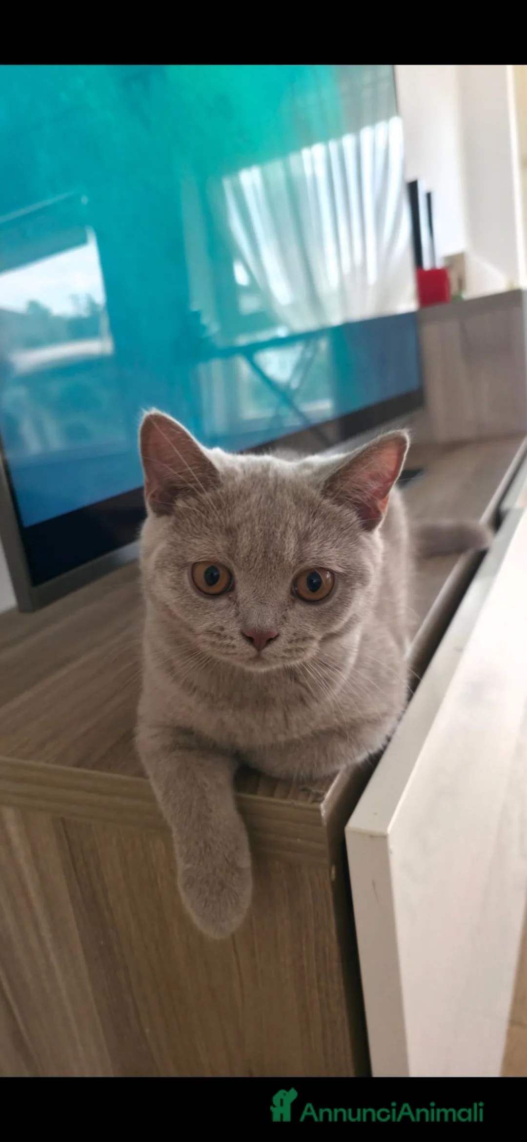 British gatti in vendita: Tre piccoli British pronti a comandare casa 😸 - Annuncio 2
