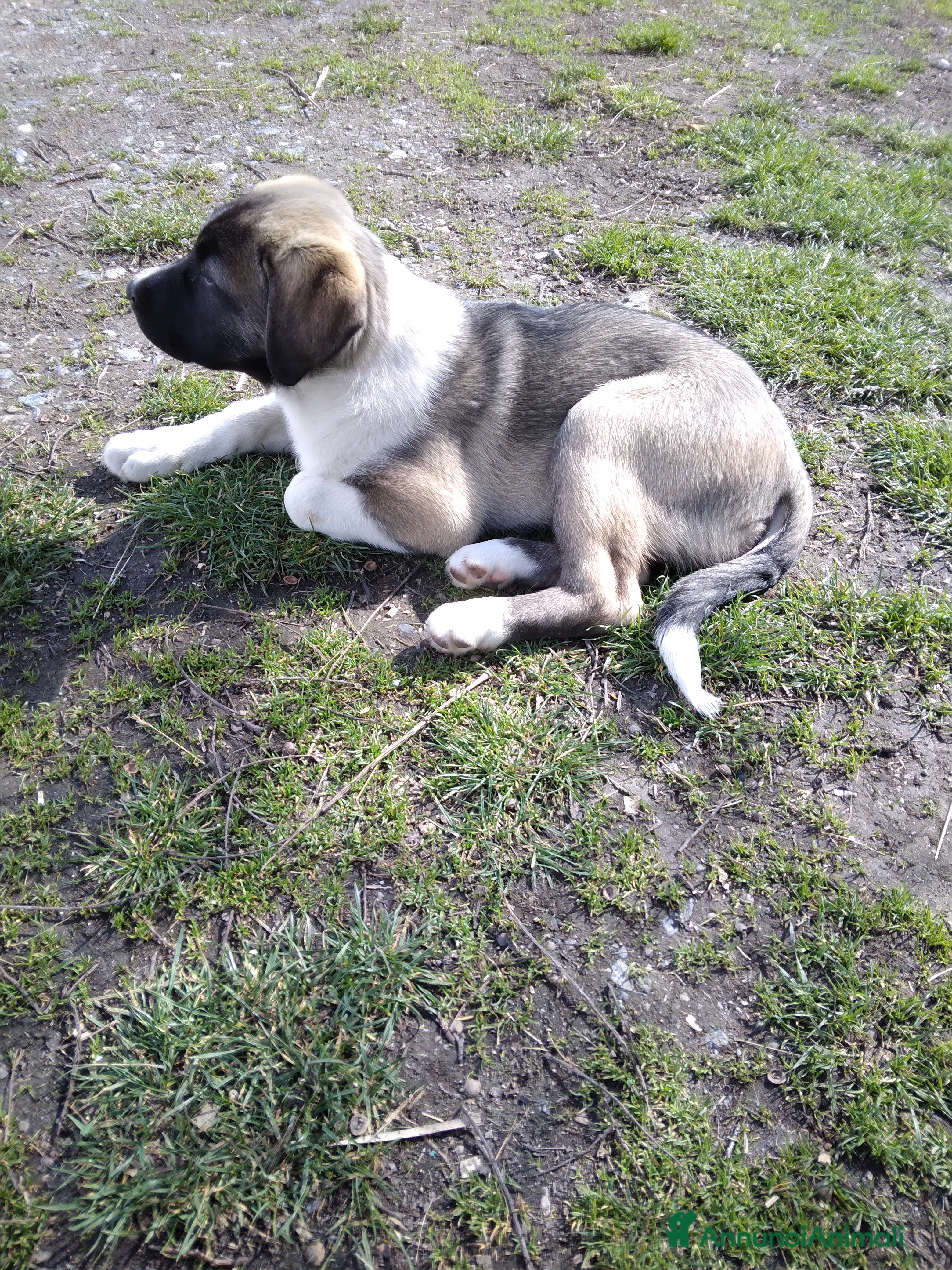 Pastore Asia Centrale cani Cucciolo 3 mesi  - Annuncio 2