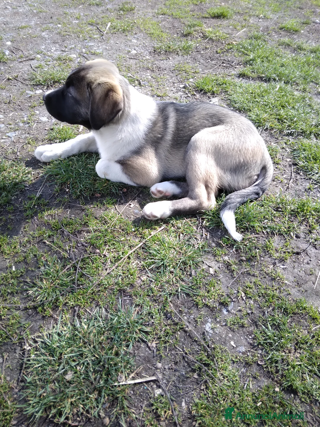 Pastore Asia Centrale cani in vendita: Cucciolo 3 mesi  a Città Metropolitana di Torino - Annuncio 5