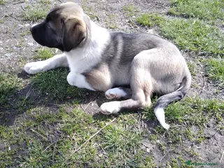 Pastore Asia Centrale cani Cucciolo 3 mesi - Annuncio 2