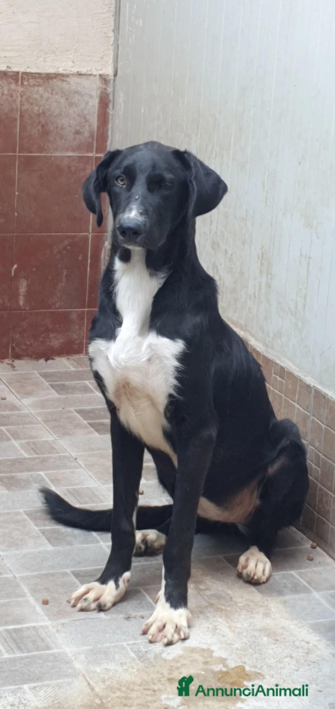 Meticcio cani in regalo: Matilde in canile a Provincia di Rovigo - Annuncio 2