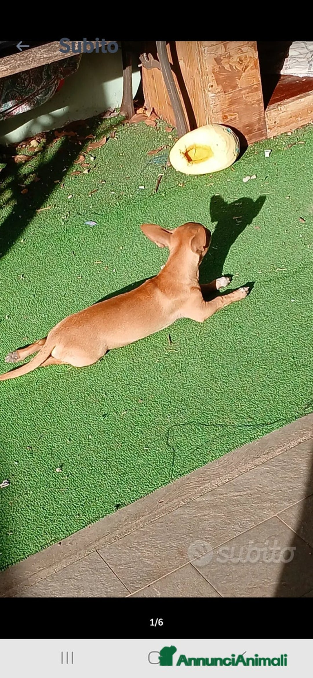 Chihuahua cani in vendita: Cuccioli di Chihuahua - Annuncio 27